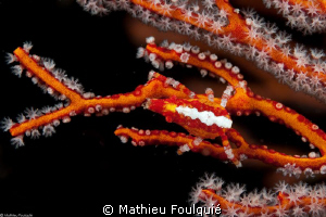 Xenocarcinus conicus by Mathieu Foulquié 